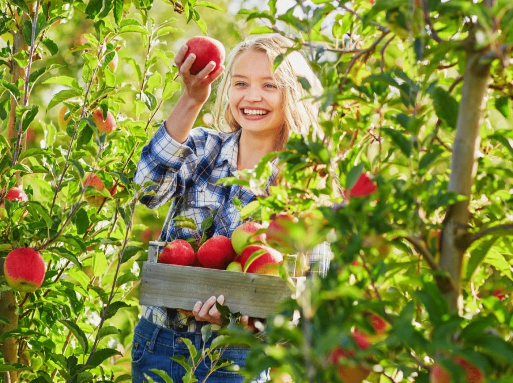 Grab apples on Columbus Day  